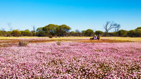 Indian Pacific & WA Wildflowers Hosted Small Group Rail Tour