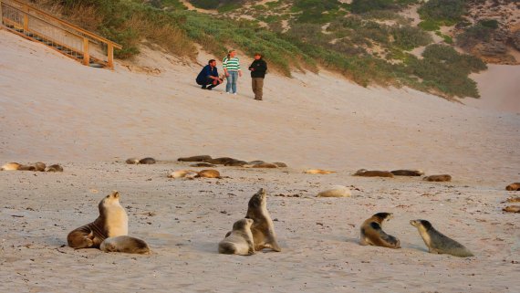Kangaroo Island Discovery - Hosted Small Group Tour Kangaroo Island Discovery - Hosted Small Group Tour